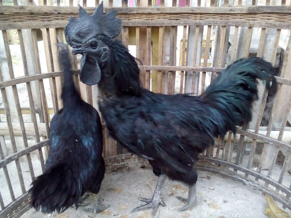 Лакеданзи и Ухейилюй
