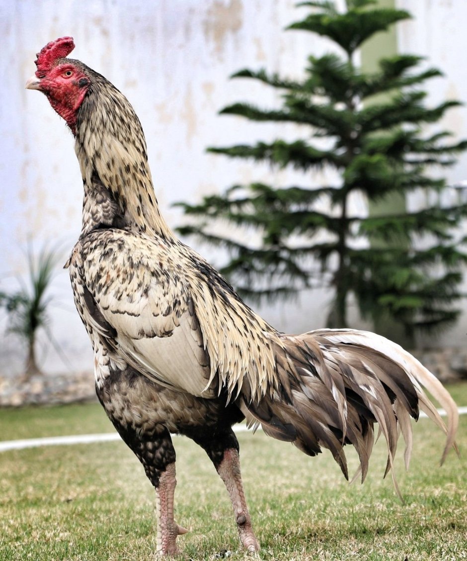 Куры породы Шамо