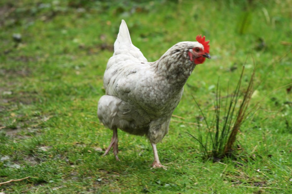 Poule женский род