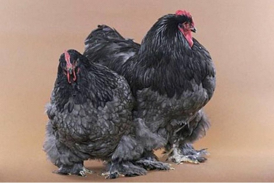 Французская кохинхина
