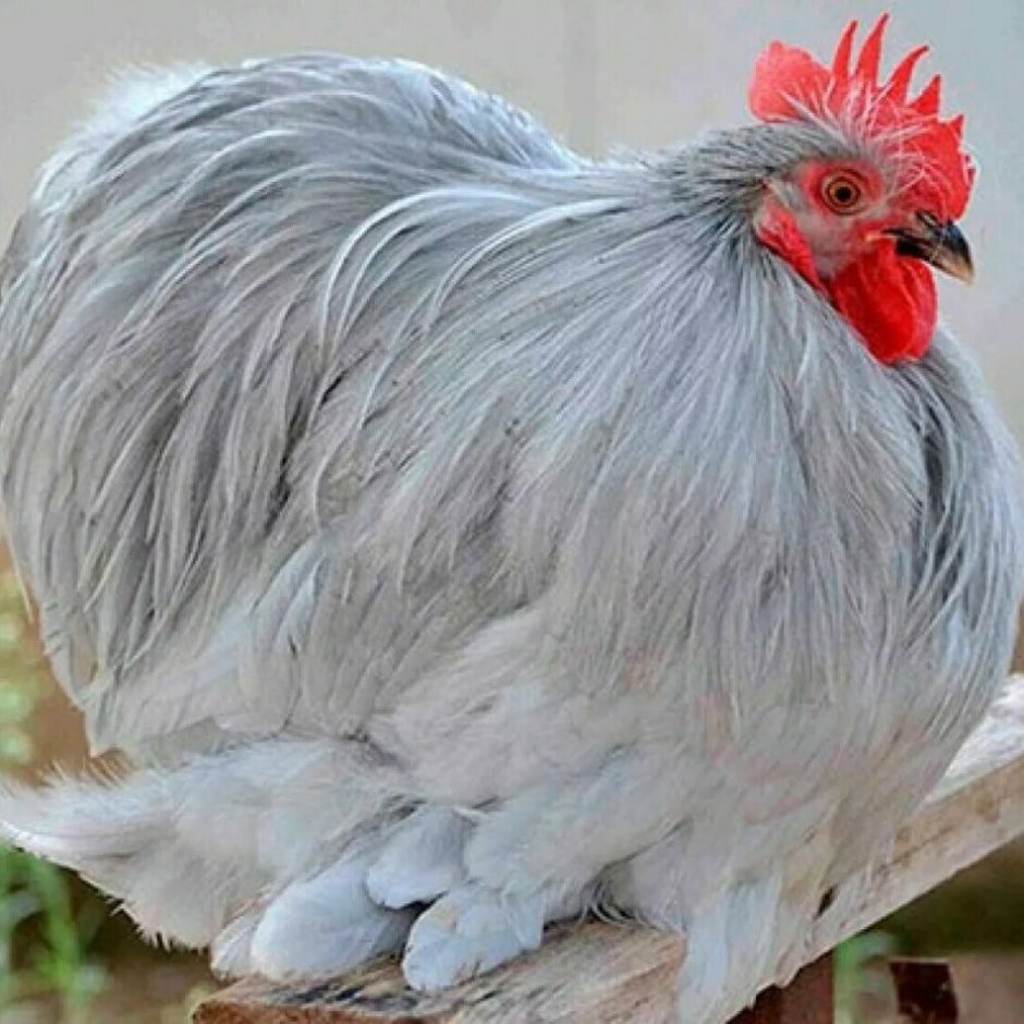 Австралорп, Брама, кохинхин, Маран