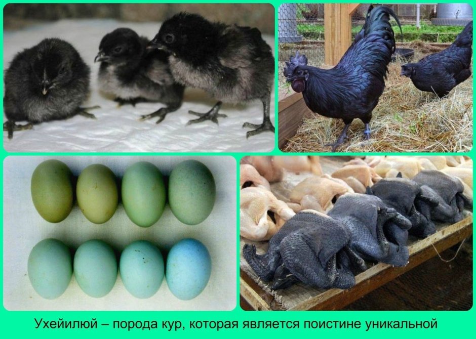 Ухейилюй куры яйца