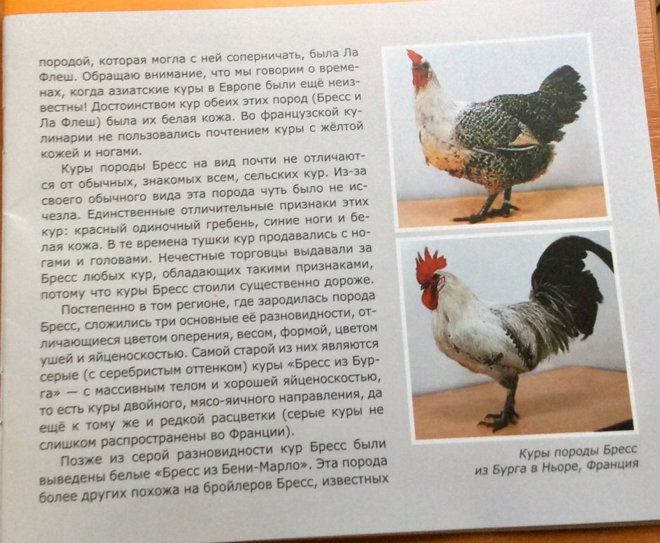 Породы кур несушек яичного направления