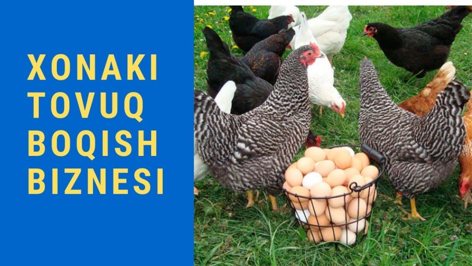 Куры породы Кучинская Юбилейная