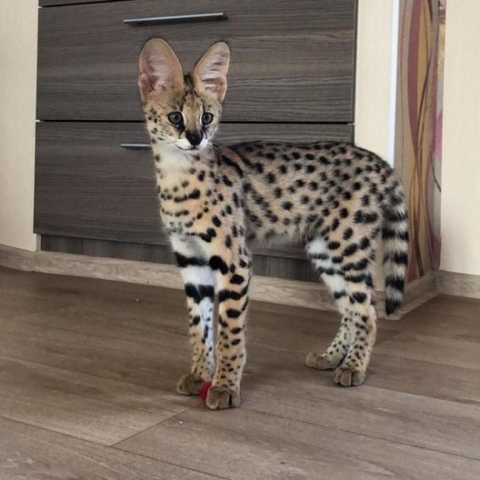Саванна кошка