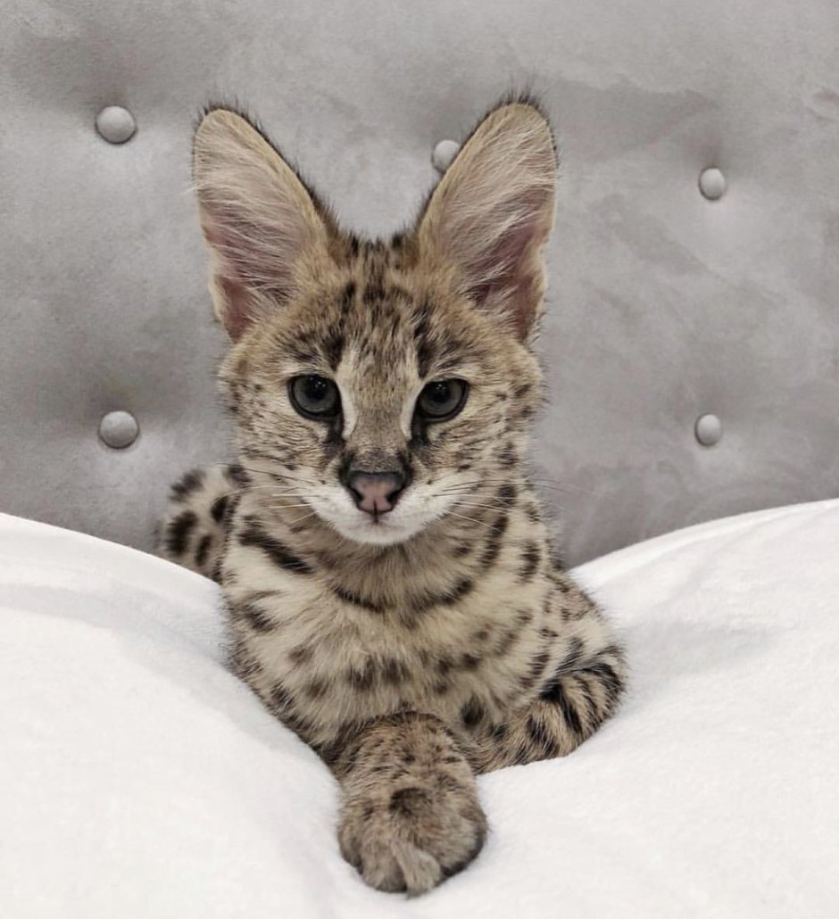 Королевский сервал