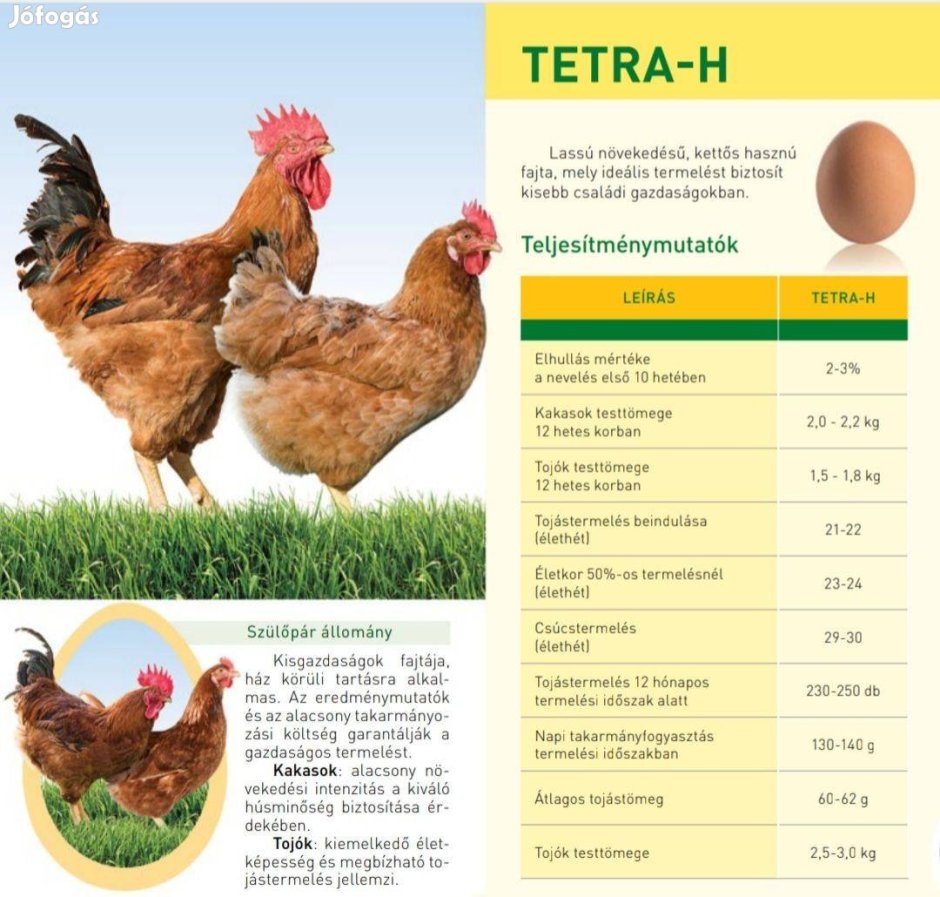 Венгерская тетра курица