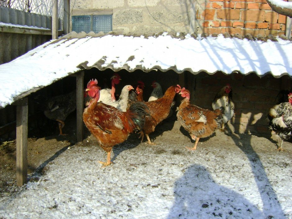 Венгерский великан Фокси Чик