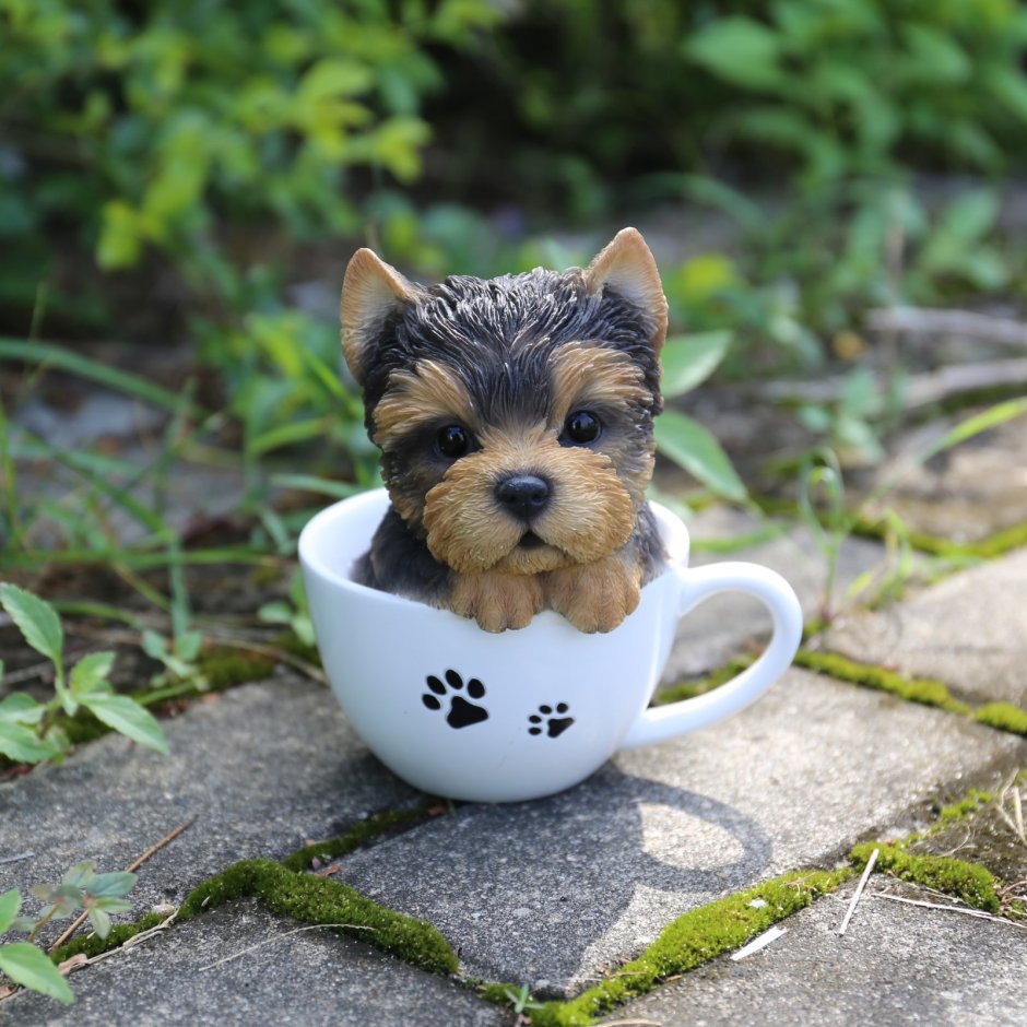 Teacup Yorkie