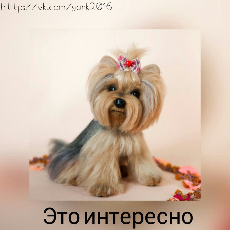 Йоркширский терьер фелтинг