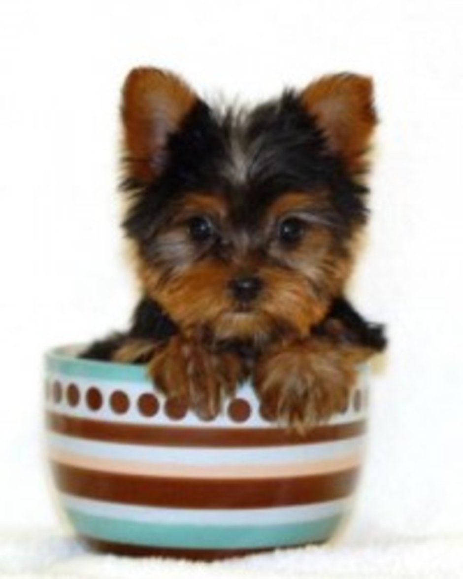 Teacup собака