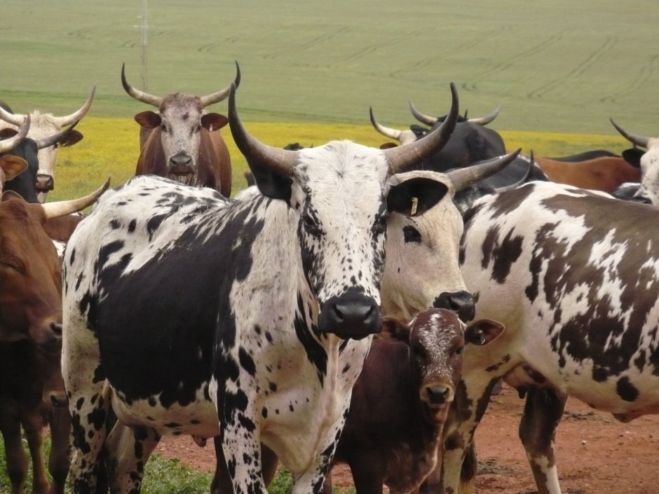 Nguni Cattle