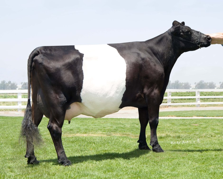 Dutch Belted Cow