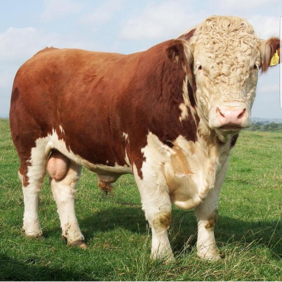 Hereford Cattle