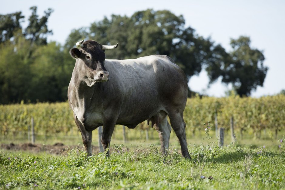 Glan rind Cattle