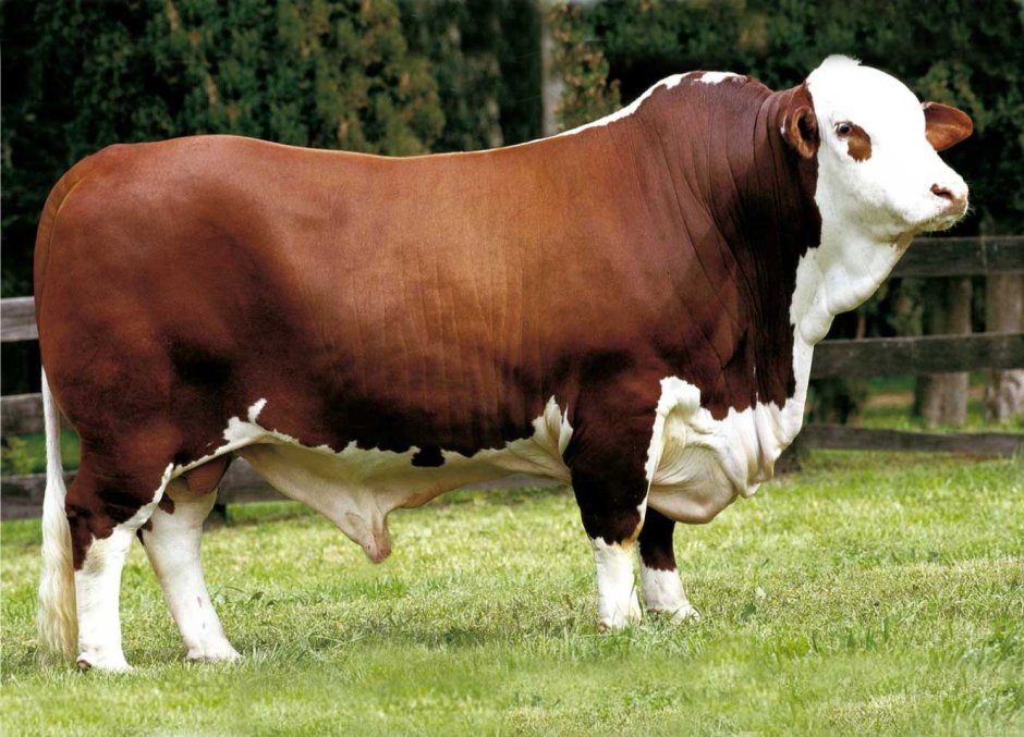 Simmental Cattle