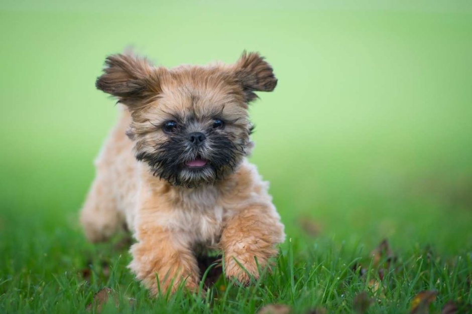 Shih Tzu Puppy