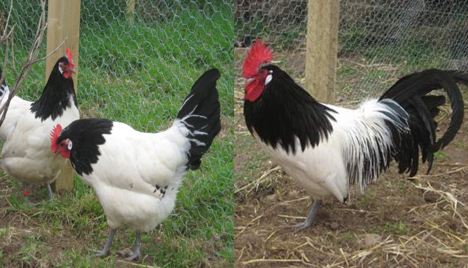 Куры породы Йокогама