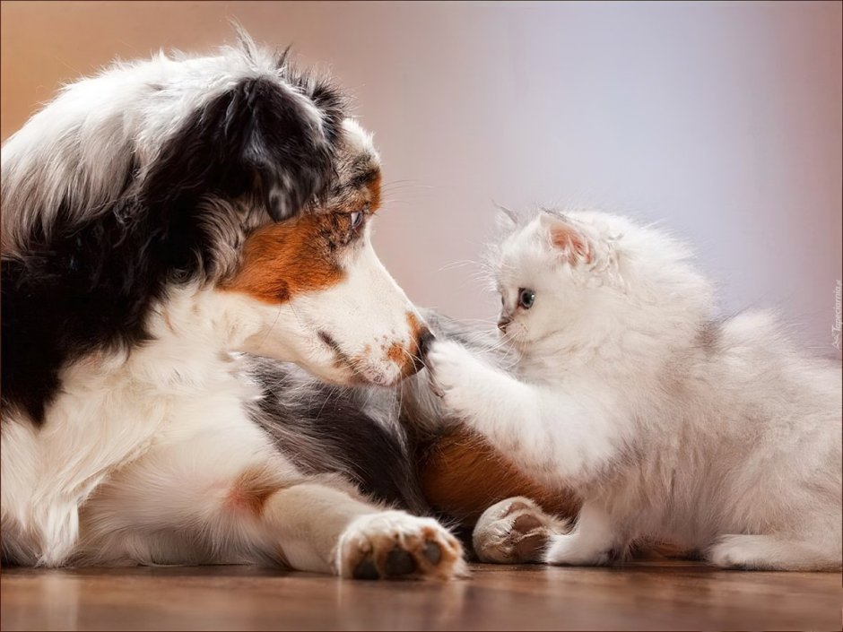 Котик и собачка вместе