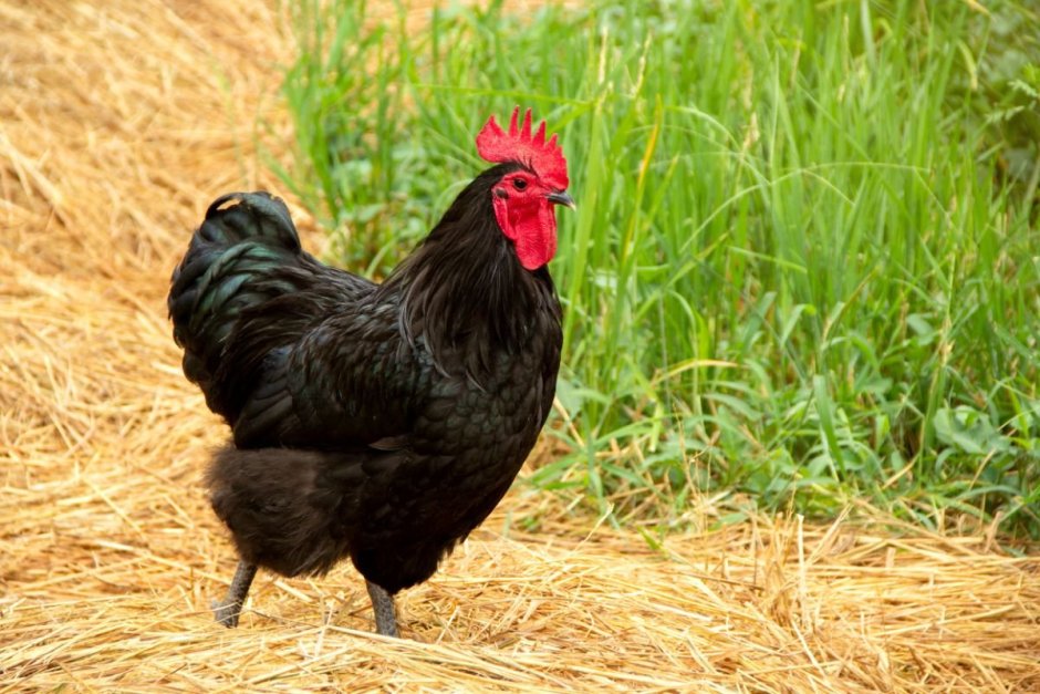 Австралорп черный (Black Australorp)