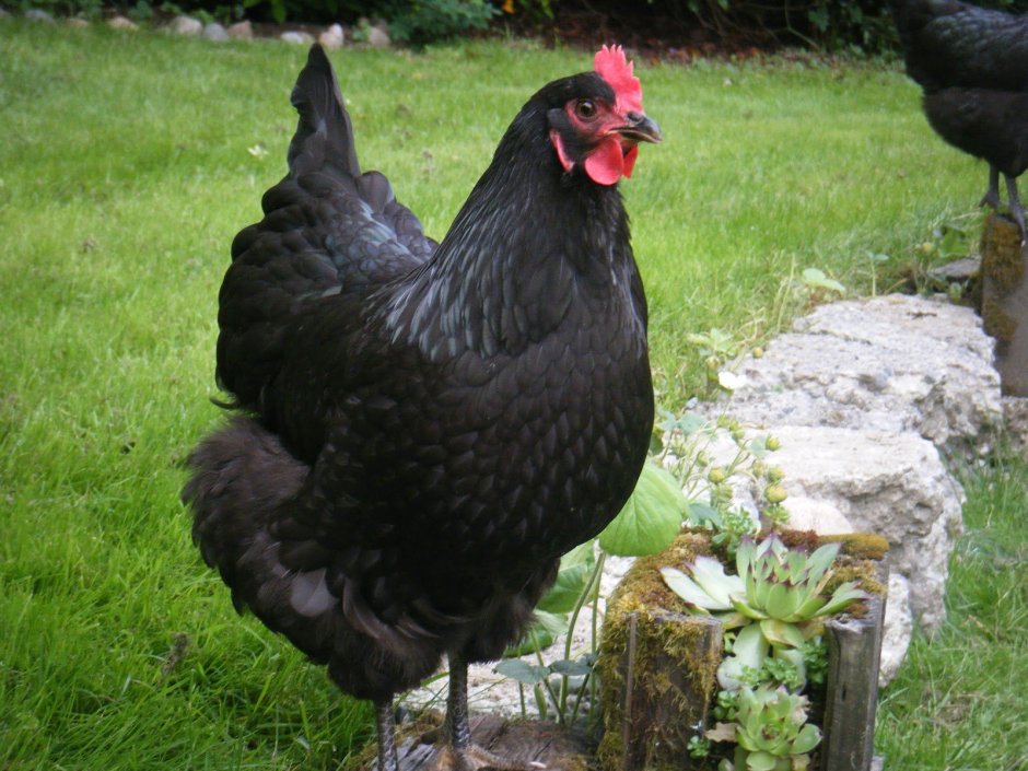 Австралорп черный (Black Australorp)