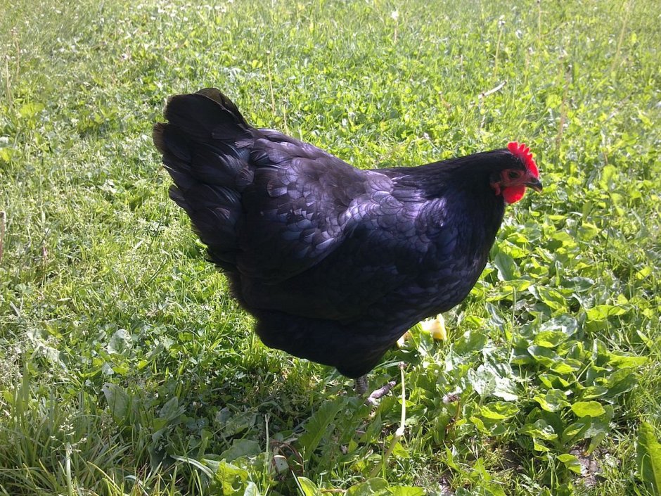Australorp порода Secret