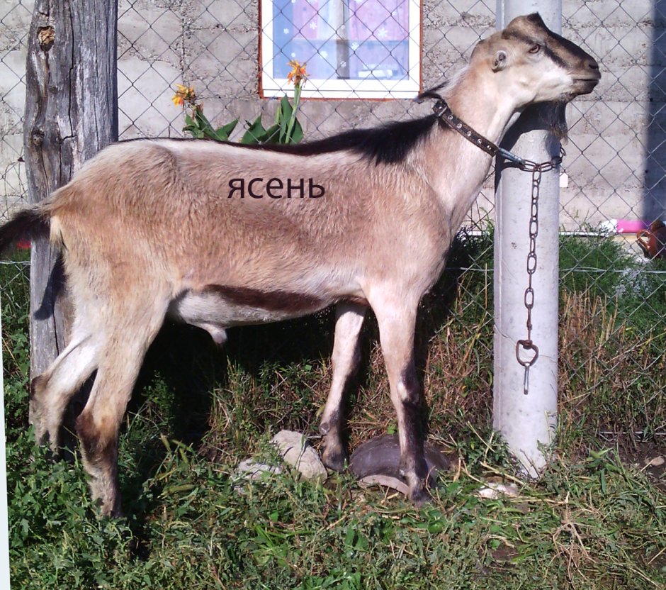 Клышникова Ирина козы ламанча