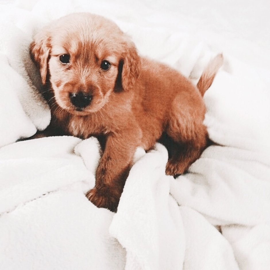 Самые милые собаки