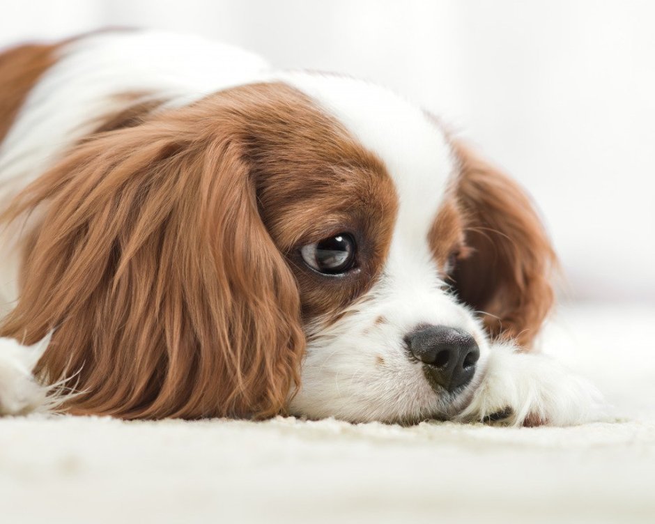 Кинг Чарльз спаниель морда