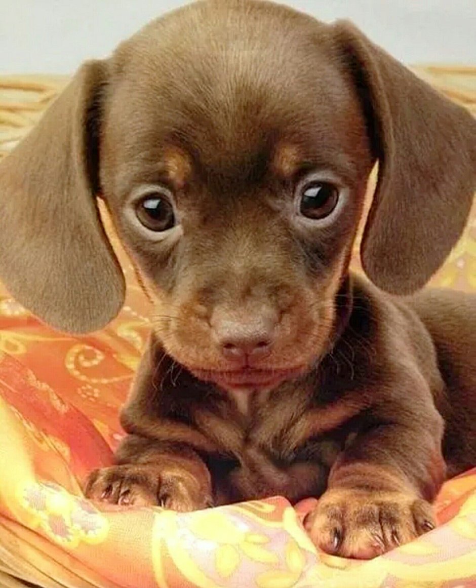 Милые щенки таксы