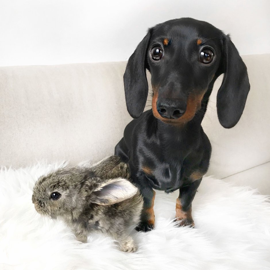 Гладкошерстная американская карликовая такса