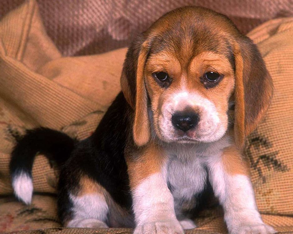 Вислоухая собака Бигль