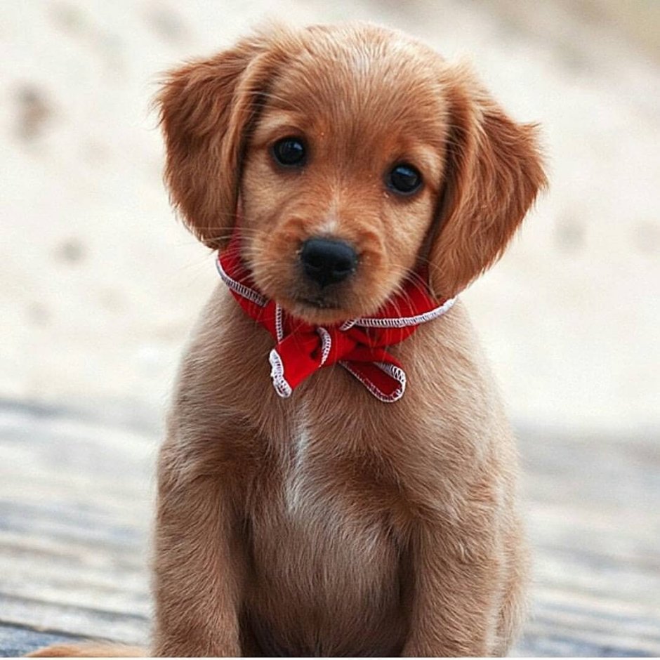 Маленькие живые собачки