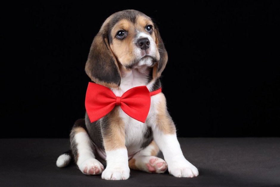 Щенок с красным бантом