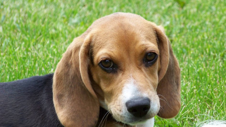 Средняя порода