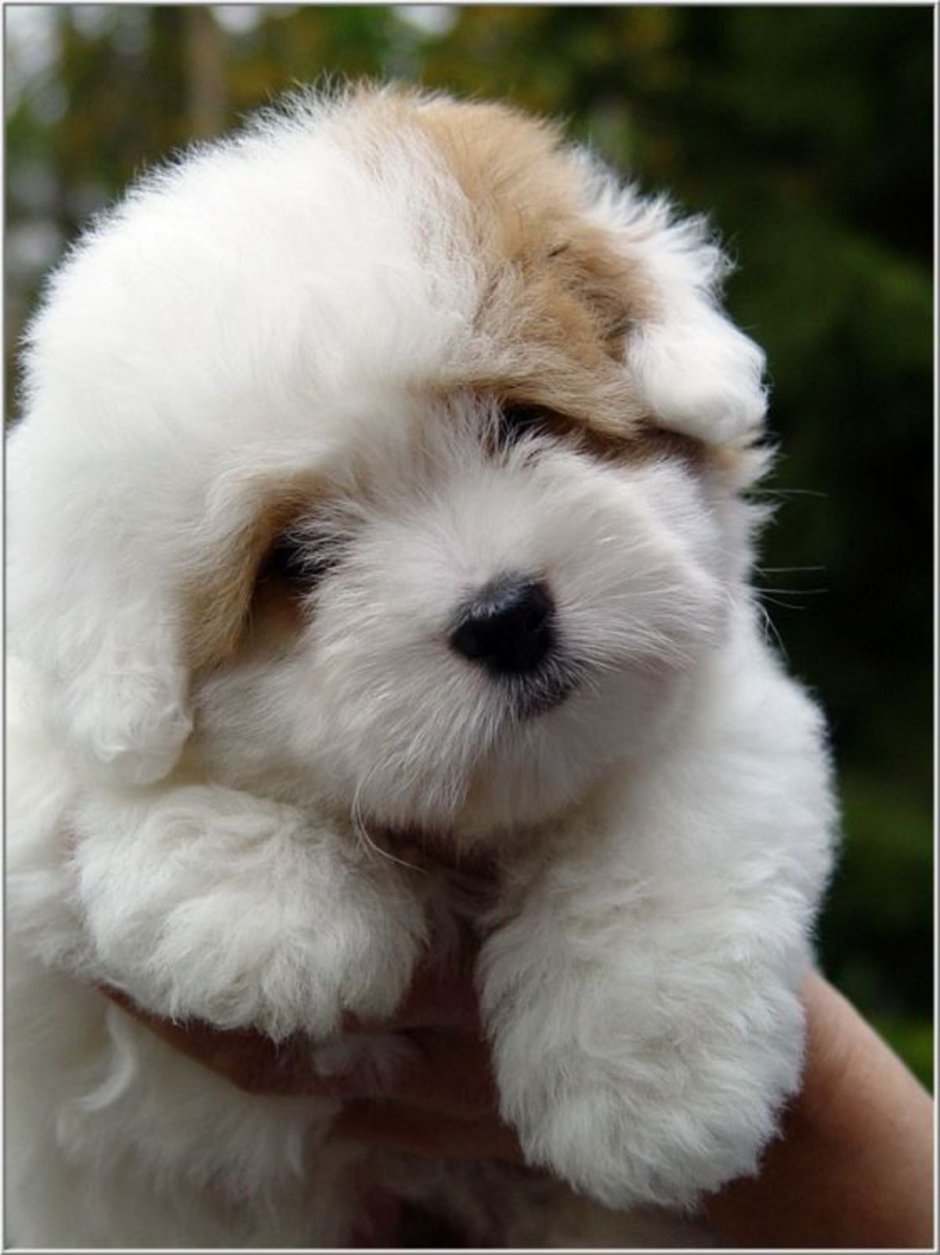 Флаффи Паппи собака