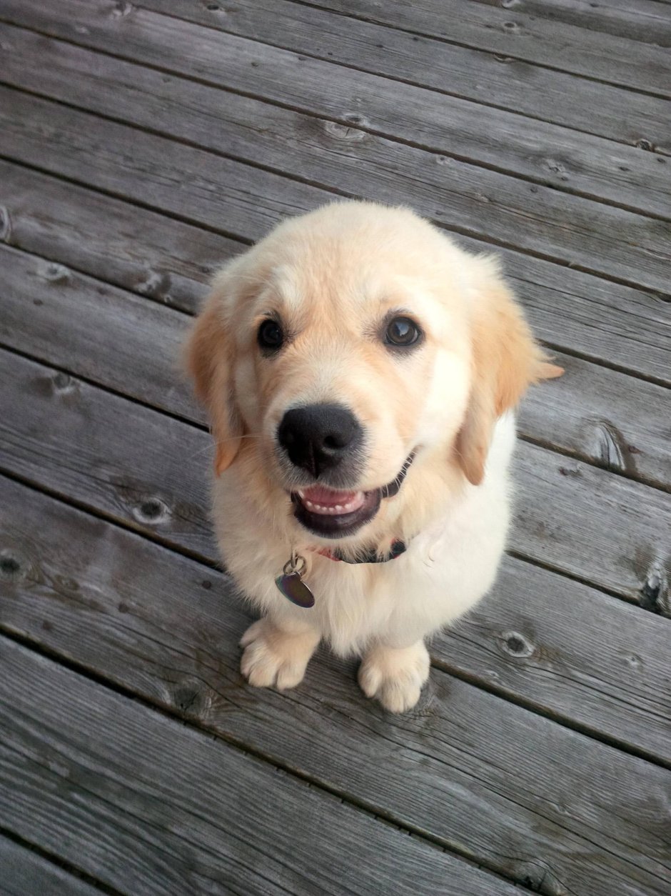 Вислоухий ретривер