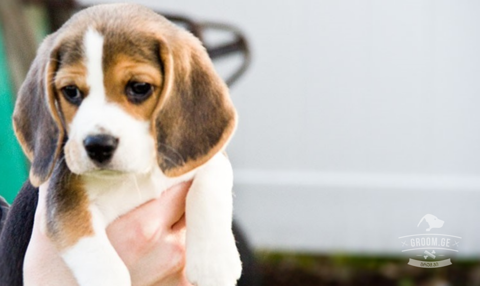 Бигль атмосфера