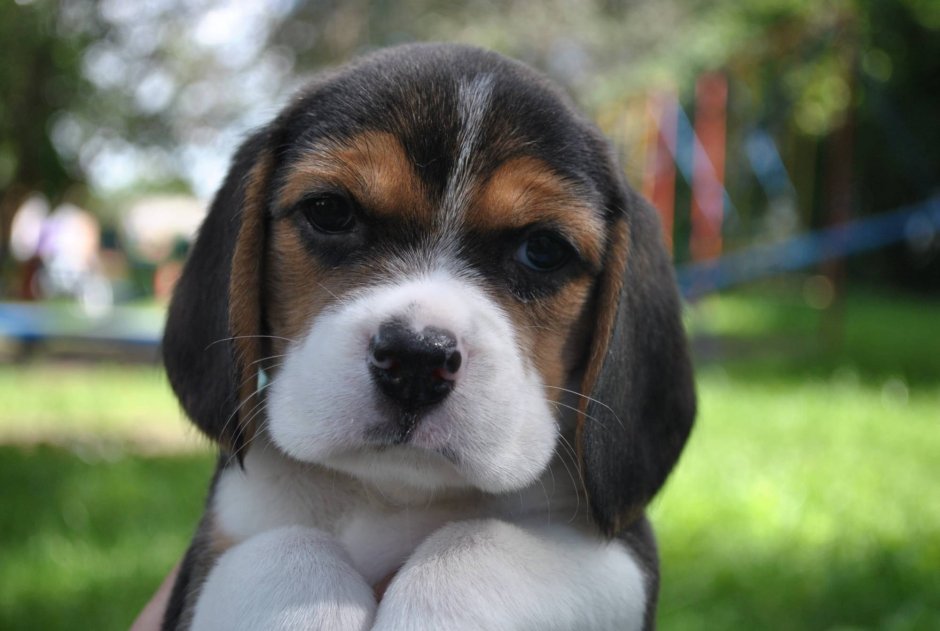 Бигль щенок