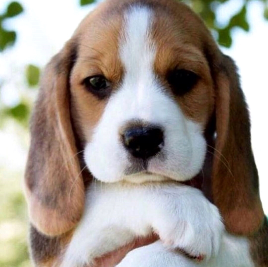 Пигаль порода собак