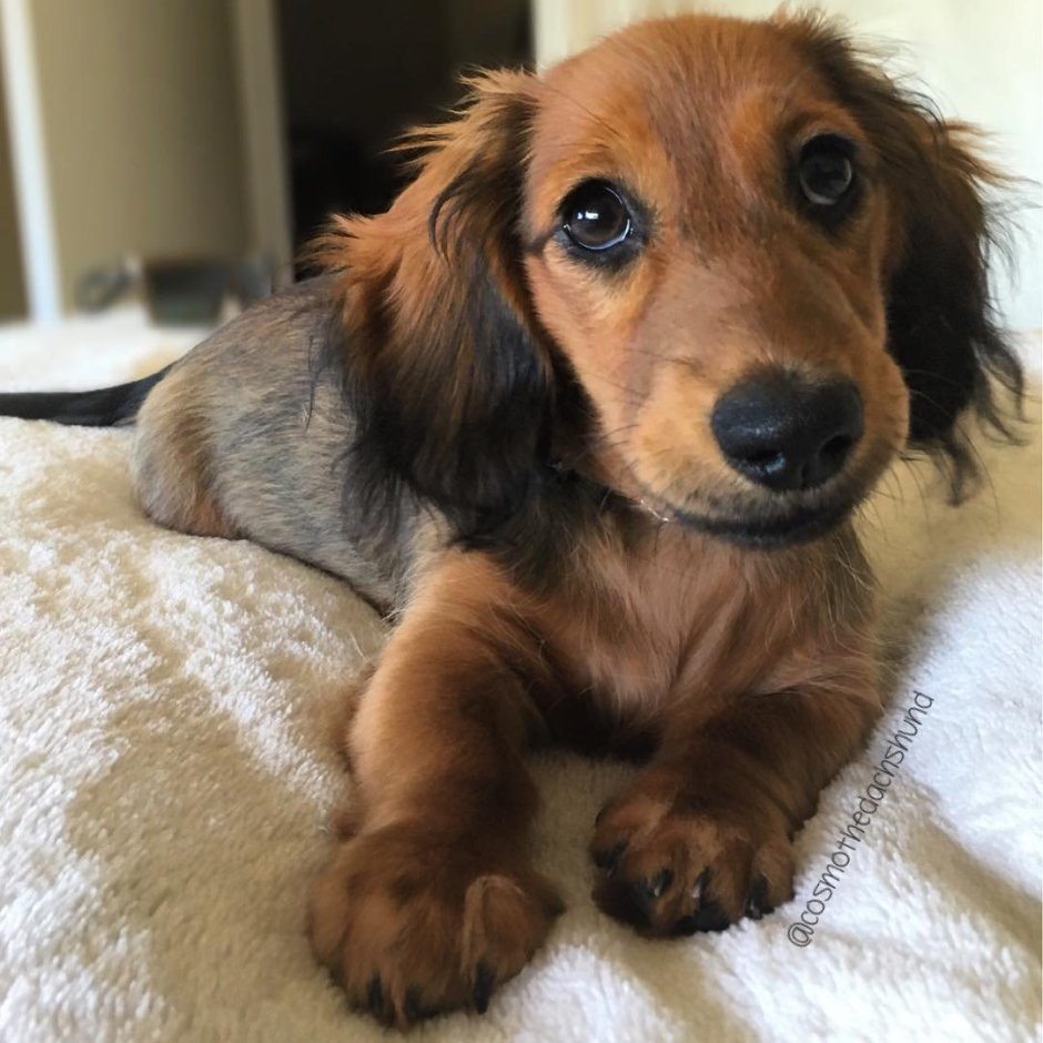 Вислоухие мелкие собаки