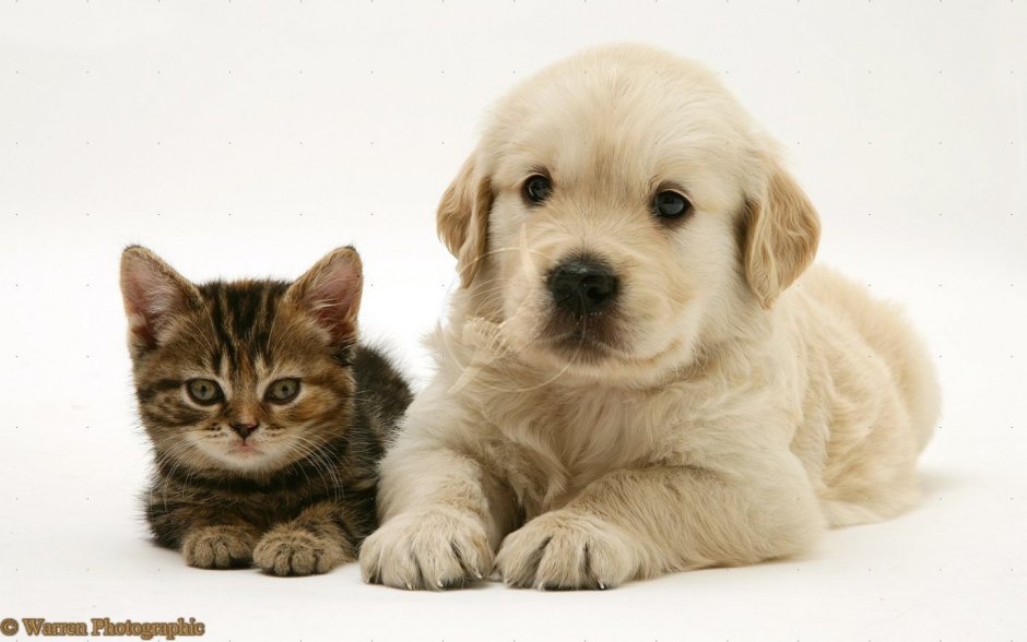 Шотландская вислоухая собака