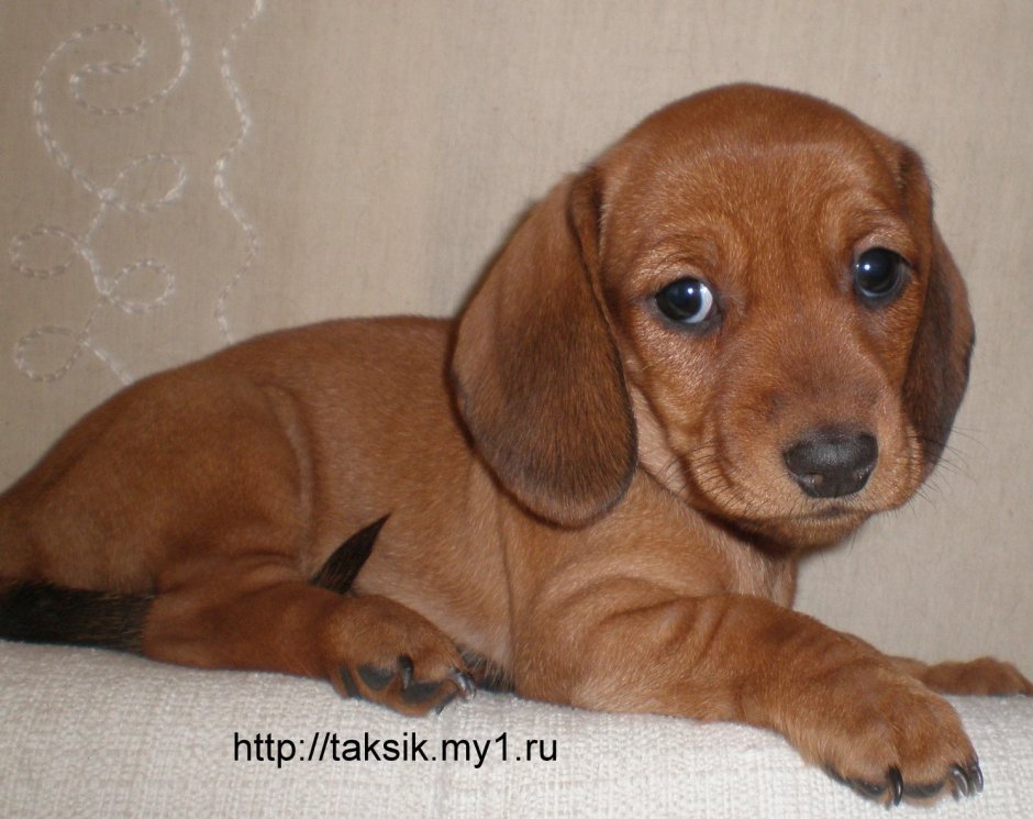 Вислоухая такса