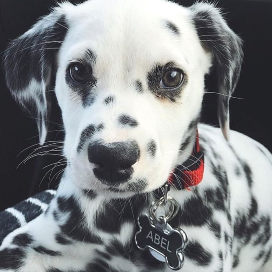 Далматинец щенок