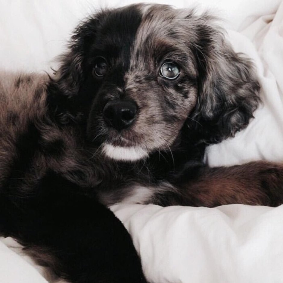 Щенок вислоухий маленький