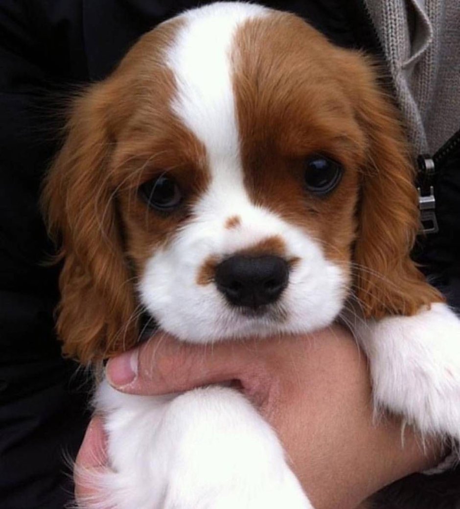 Кинг-Чарльз-спаниель щенки милые