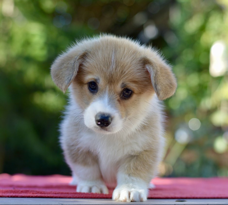 Вислоухая вельш