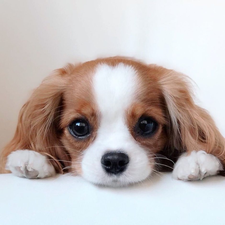 Спаниель Кинг Чарльз Несса