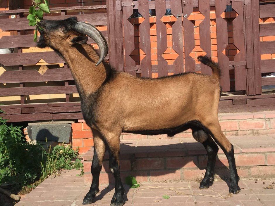 Самая редкая порода коз