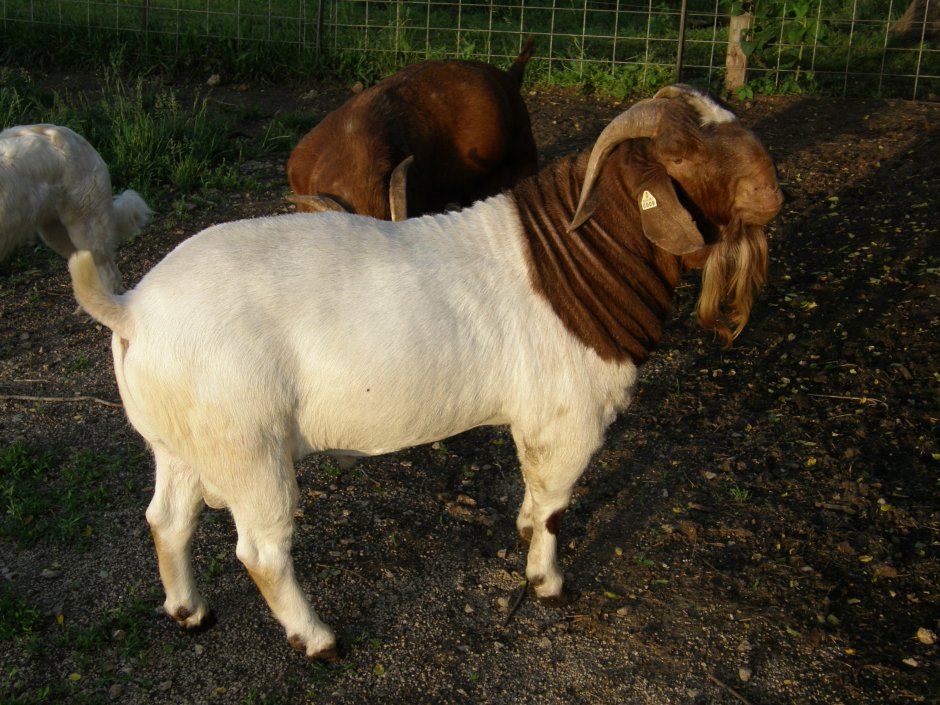 Бурский козел